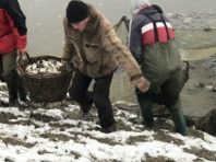 На Київщині у річку випустили понад 90 тисяч товстолобів та коропів