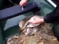На Київщині з браконьєрських сіток врятували карасів