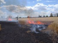 Окупанти знищують врожай пшениці у Миколаївській області