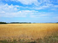 З початку повномасштабної війни в Україні уклали тисячі угод про продаж землі, – Мінагрополітики