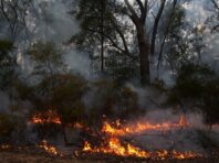 Внаслідок обстрілу окупантів загорівся ліс у Сумській області, вогонь перекинувся на позиції росіян
