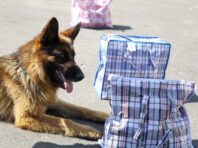 На Закарпатті собака прикордонників “спіймав” втікачів, які планували перепливати Тису