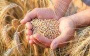 Росіяни вивезли з окупованого Маріуполя нову партію вкраденого українського зерна — ЦНС