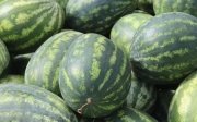 У Херсоні почнуть сіяти кавуни вже цьогоріч — Херсонська ОВА