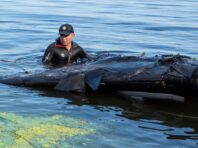 Водолази дістали з Дніпра частину дрона, яка впала під час атаки РФ