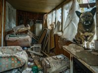 Маріуполь під атакою бродячих собак – нападають на людей, є постраждалі